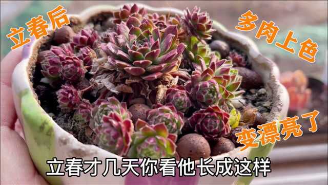 立春后万物更生,新岁开启,观音莲上色后变最美多肉,你喜欢吗?