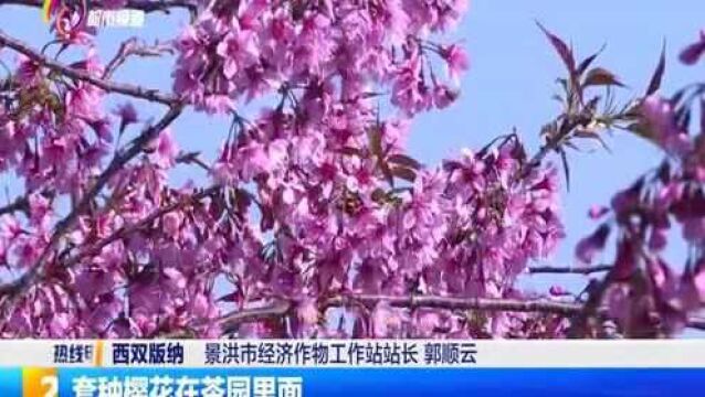 建设生态茶园推动绿色化发展,实现生态效益与经济效益双赢