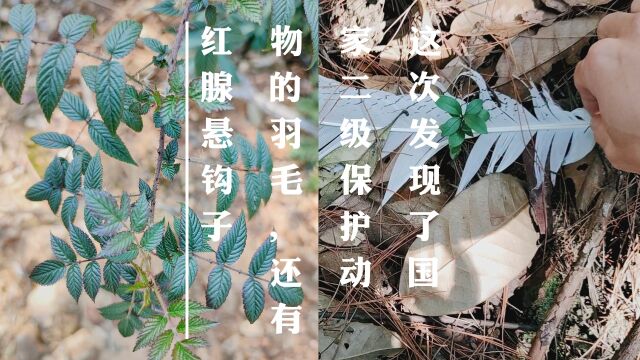 登山发现了国家二级保护动物的羽毛,还有果实好吃的红腺悬钩子