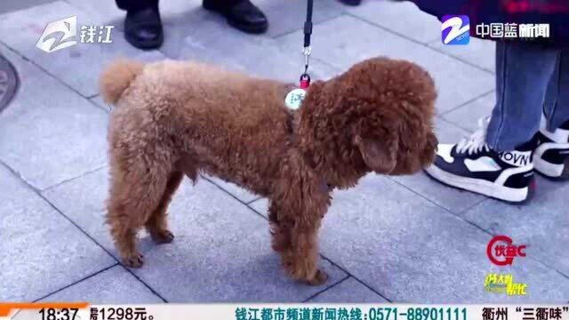 “智能犬牌”一键监管 还能帮忙找到丢失的“爱犬”