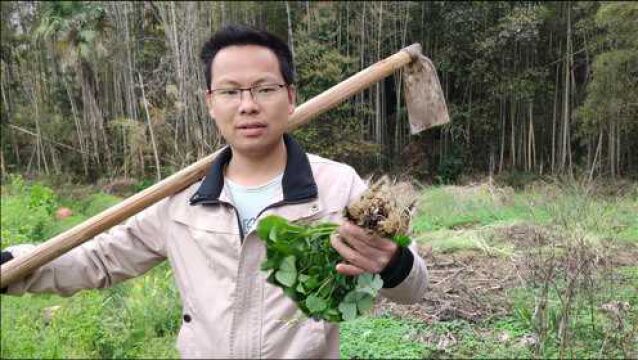 农村常见的三叶草,认识的的当成宝,不认识的当杂草,一起了解下