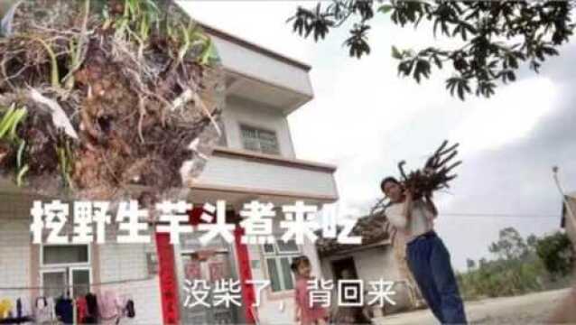 香港若曦妈妈挖野生芋头煮来吃,果然像婶婶说的痒嘴巴,浪费柴啊