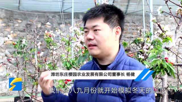 63秒丨种在盆里,还吹空调?潍坊昌乐“新法培育”的大樱桃上市了