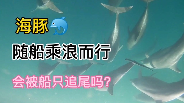 航行拍摄:海豚随船乘浪而行,会不会被船舶追尾?