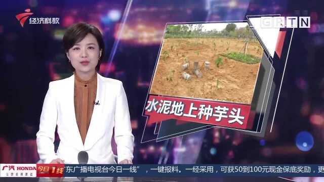 佛山南海:公园内水泥地上铺泥种芋头什么“奇葩”操作?