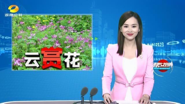 (云赏花)怀化溆浦:万亩紫云英扮靓果园