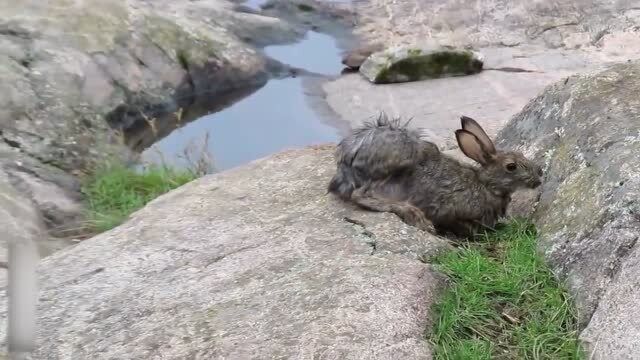 美洲貂狩猎野兔,速度真的是太快了!