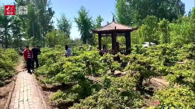 第十届菏泽木瓜文化旅游节暨木瓜赏花节开幕