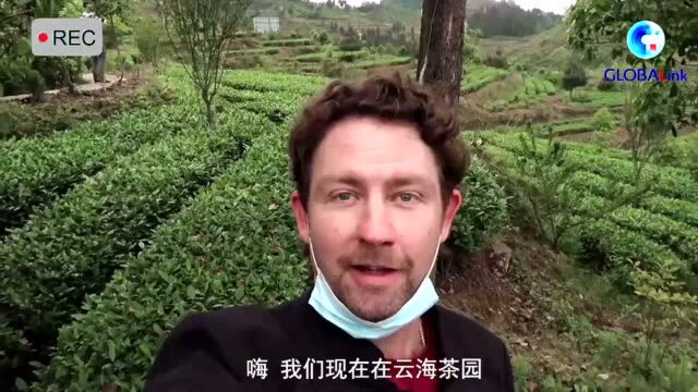 全球连线 | 国际青年中国行:茶叶小课堂开课啦