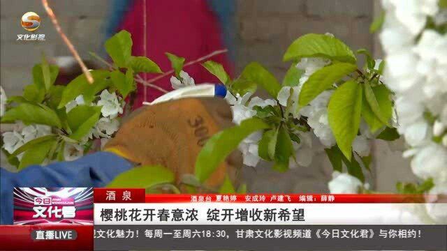 樱桃花开春意浓 绽开增收新希望