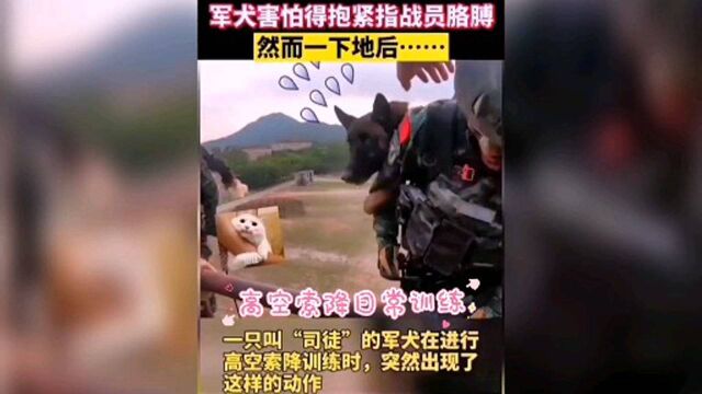 军犬也有“呆萌”时