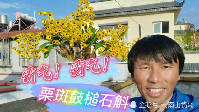 霸气!霸气!小伙养了香花栗斑鼓槌石斛,长得很壮又漂亮