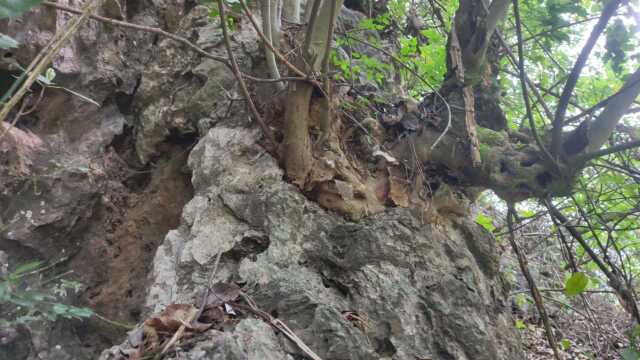 极品树桩盆景素材,造型缕空满是树洞和舍利,太漂亮了