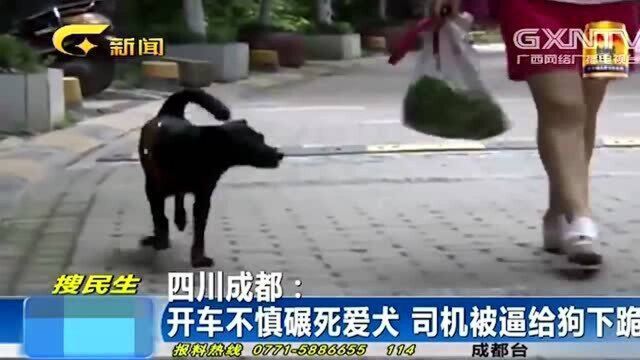 男子驾车无意撞死宠物狗,怎料被狗主人用狗链拴住,强迫给狗下跪