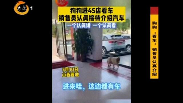 晋城:狗狗进4S店“看车”,销售员认真接待,网友笑称:金牌服务