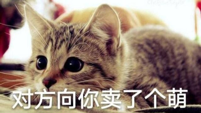 可爱猫最佳搞笑猫视频