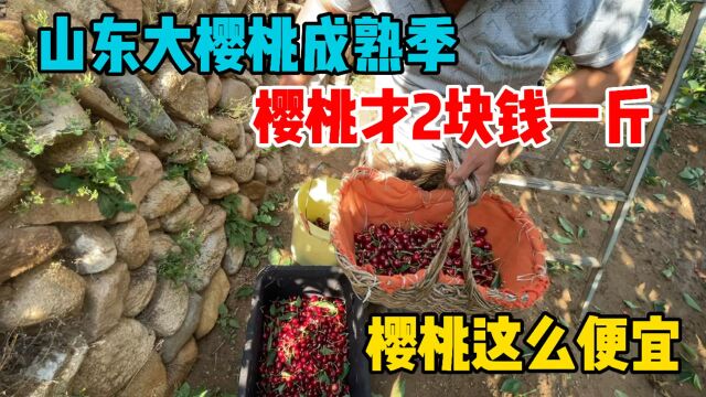 山东大樱桃成熟季!果农手里的大樱桃多钱?看看你们买贵了吗?