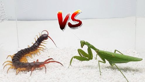 蜈蚣大战螳螂，都是动物界的狠角色，到底谁能更胜一筹