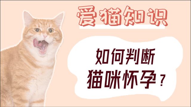 如何判断猫咪怀孕?