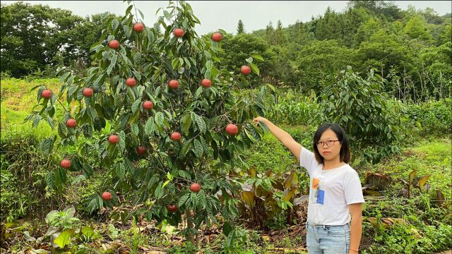 老板果然没有骗人,种了3年的果树第一次挂果就惊人,结了满树果子