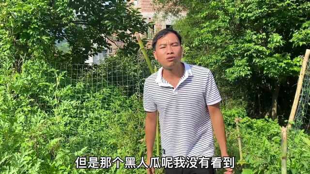 小伙菜园种植西瓜,朋友建议这样剪瓜藤,结出的西瓜又圆又大!