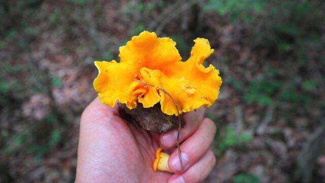 阿松上山采到最大一朵黄丝菌,你认识这种野生菌吗,吃起来有点甜