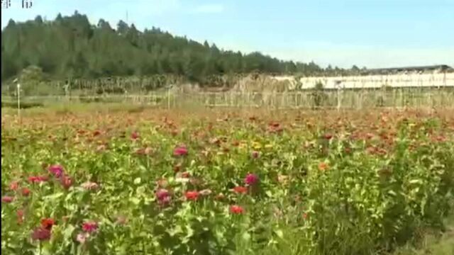 上饶鄱阳:百日菊花惊艳绽放 静待赏花人