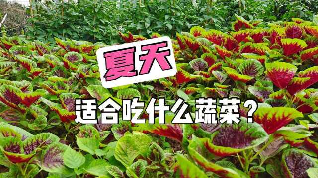 夏天适合吃什么蔬菜?那就属米苋,无农药,这个季节享用再合适了