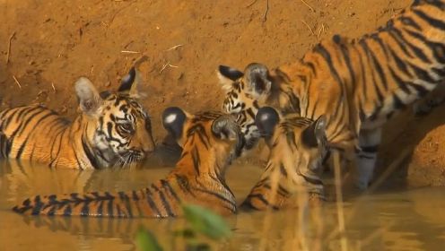 老虎当妈妈也不容易啊，保护和捕猎全得一肩挑！