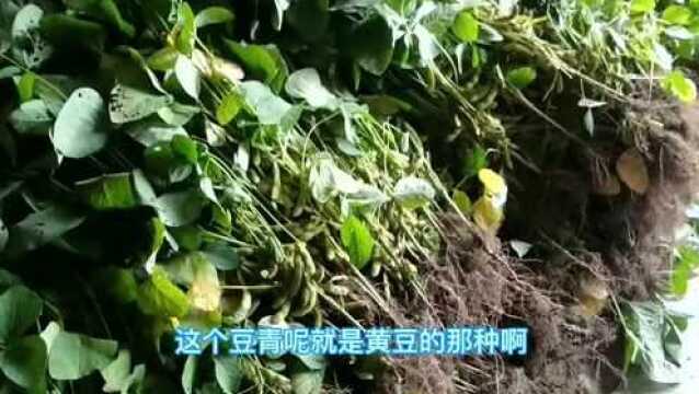 大豆又名黄豆,怎样种植才能高产不受病虫害遭塌