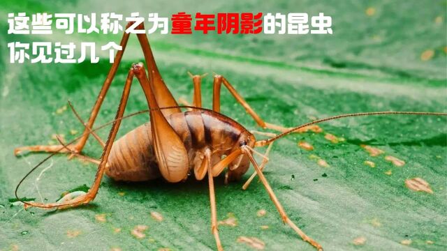 这些可以称之为童年阴影的昆虫 你见过几个?#“知识抢先知”征稿大赛#