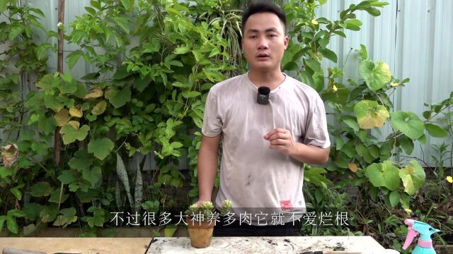 夏季要养好多肉,“根”工作及时进行,不然后悔也没用