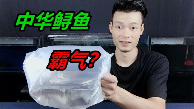 人工饲养的中华鲟鱼,打破了我对鱼类的认知,长相霸气又怪异