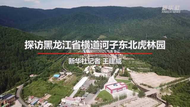 探访黑龙江省横道河子东北虎林园