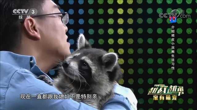 浣熊也能当宠物?它一生只认一个主人,还会记仇,来看