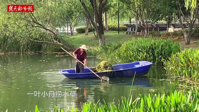 一叶小舟捞水草,打造良好内沙湖水环境