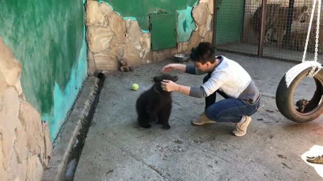 游客跟小黑熊互动,小黑熊跟孩子一样越玩越起劲,熊孩子一个