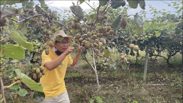 小伙承包50亩农田,种植2000棵果树,一颗就能赚6000元,长见识了