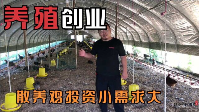 农村创业养鸡赚钱吗?来看下哥哥几万投资设施,年入却是几十万