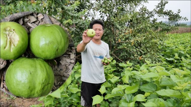 小时候经常翻围墙去摘的果如今没人吃,在农村也很少见了,想吃吧