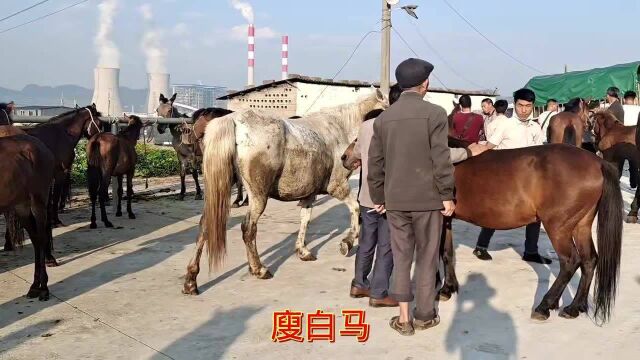 农村市场骡马到处是,几千上万一匹没人买,驮骡马只能按肉价