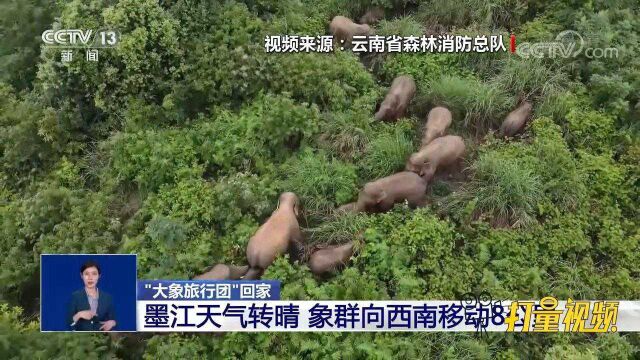 墨江天气转晴,云南象群“旅游团”向西南移动8公里