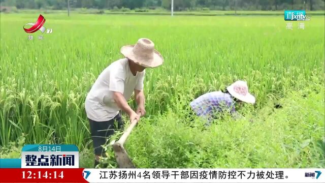 信丰:红火蚁影响生产生活 上下联动促防治