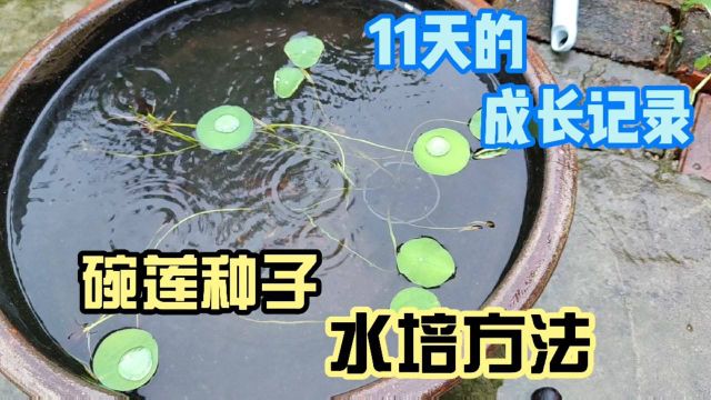 碗莲种子水培方法,才11天就长势喜人了