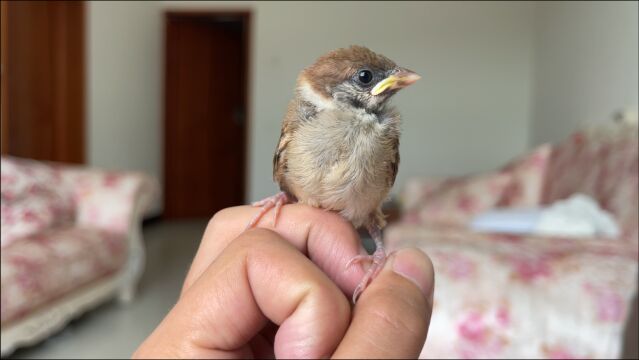 从蛋孵出来的麻雀,养了9天它就想着飞走