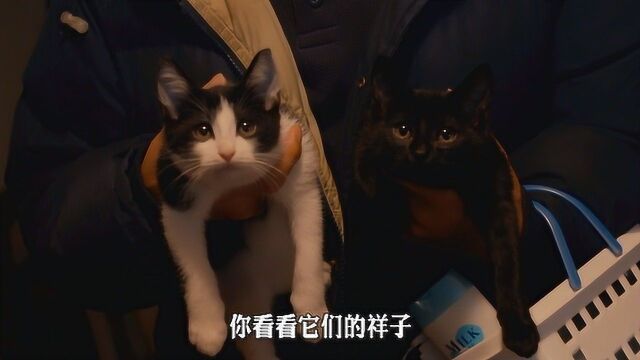 黑白猫教主人做事,这真的是猫主子,养猫人必看!