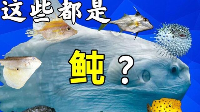 不怕你吃过,就怕你不敢吃?海洋里的防御大师【鲀形目】