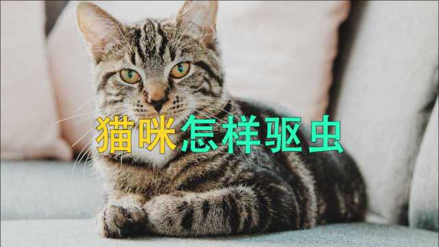 猫咪怎样驱虫