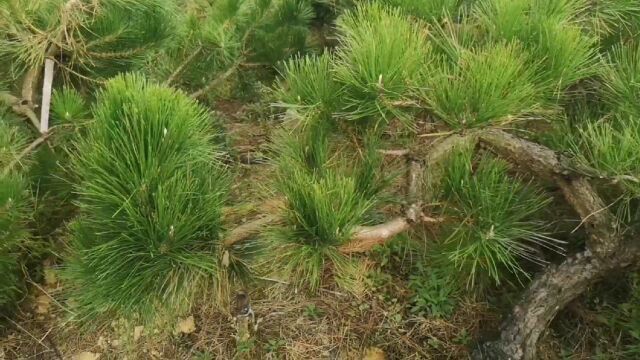 不可多得的下山地景黑松素材