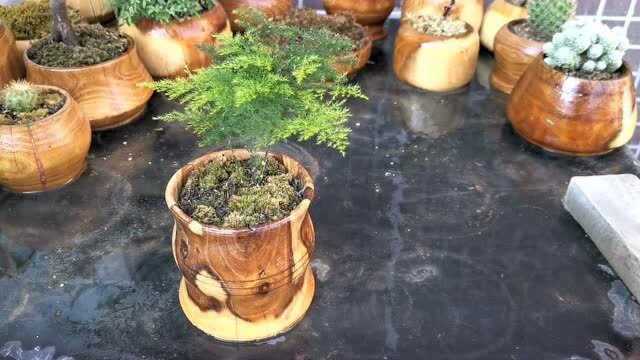 木工手工diy文竹园艺盆景